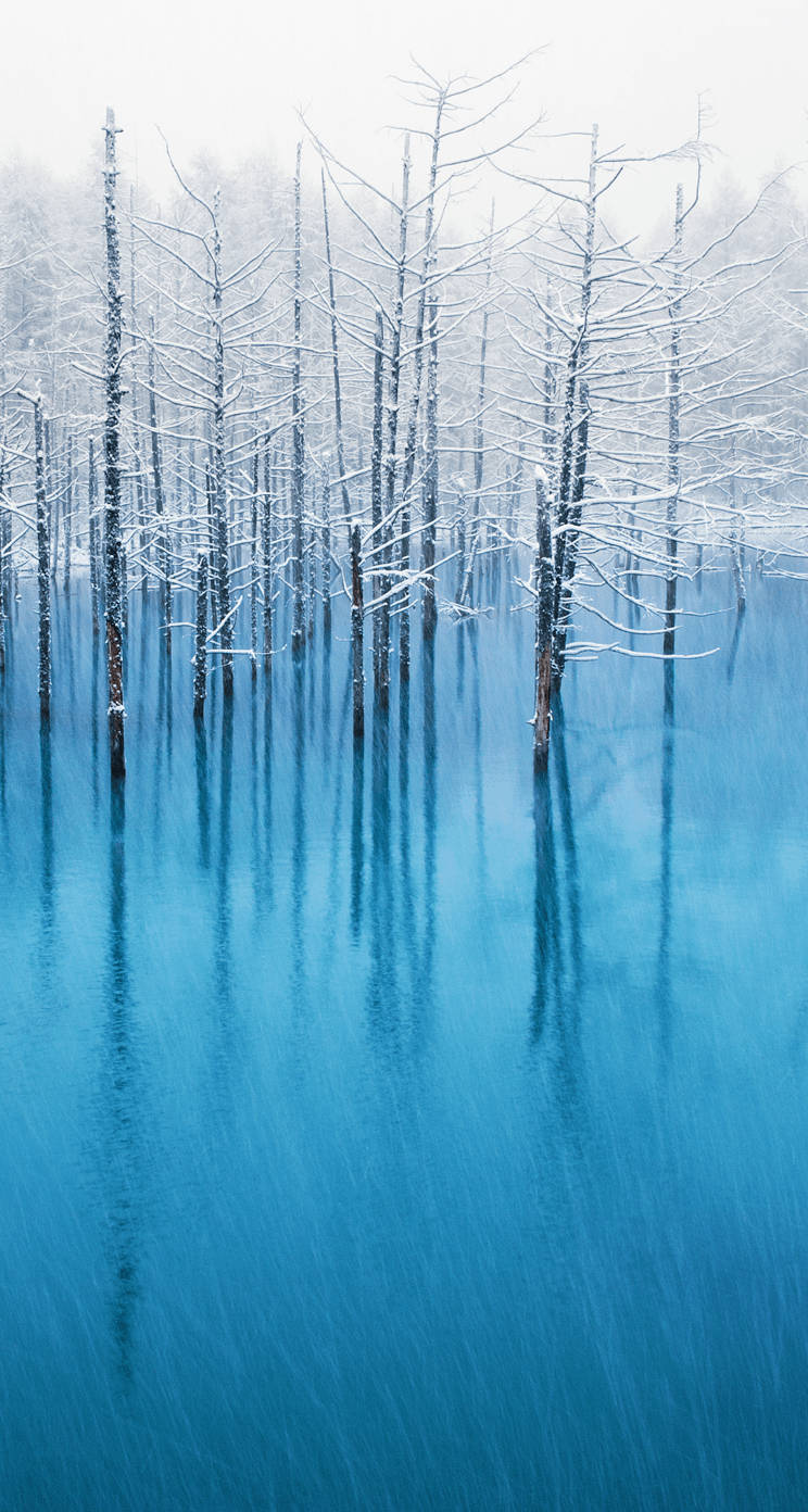 Telegram, Winter Trees, snow-covered trees, HD Phone Wallpaper