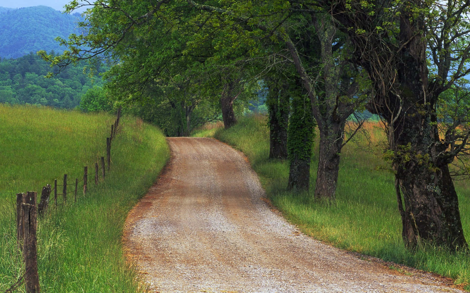 verdant countryside road, trees in Tennessee, luscious green fields, Full HD Desktop Wallpaper