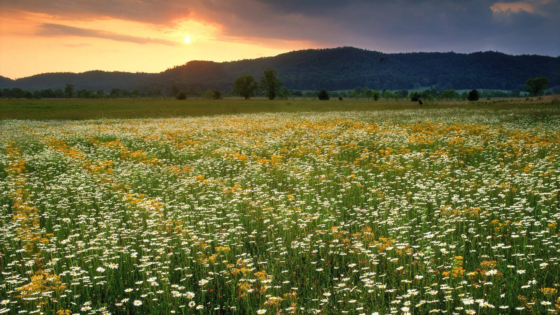 Tennessee, daisy, flower field, Full HD Desktop Wallpaper