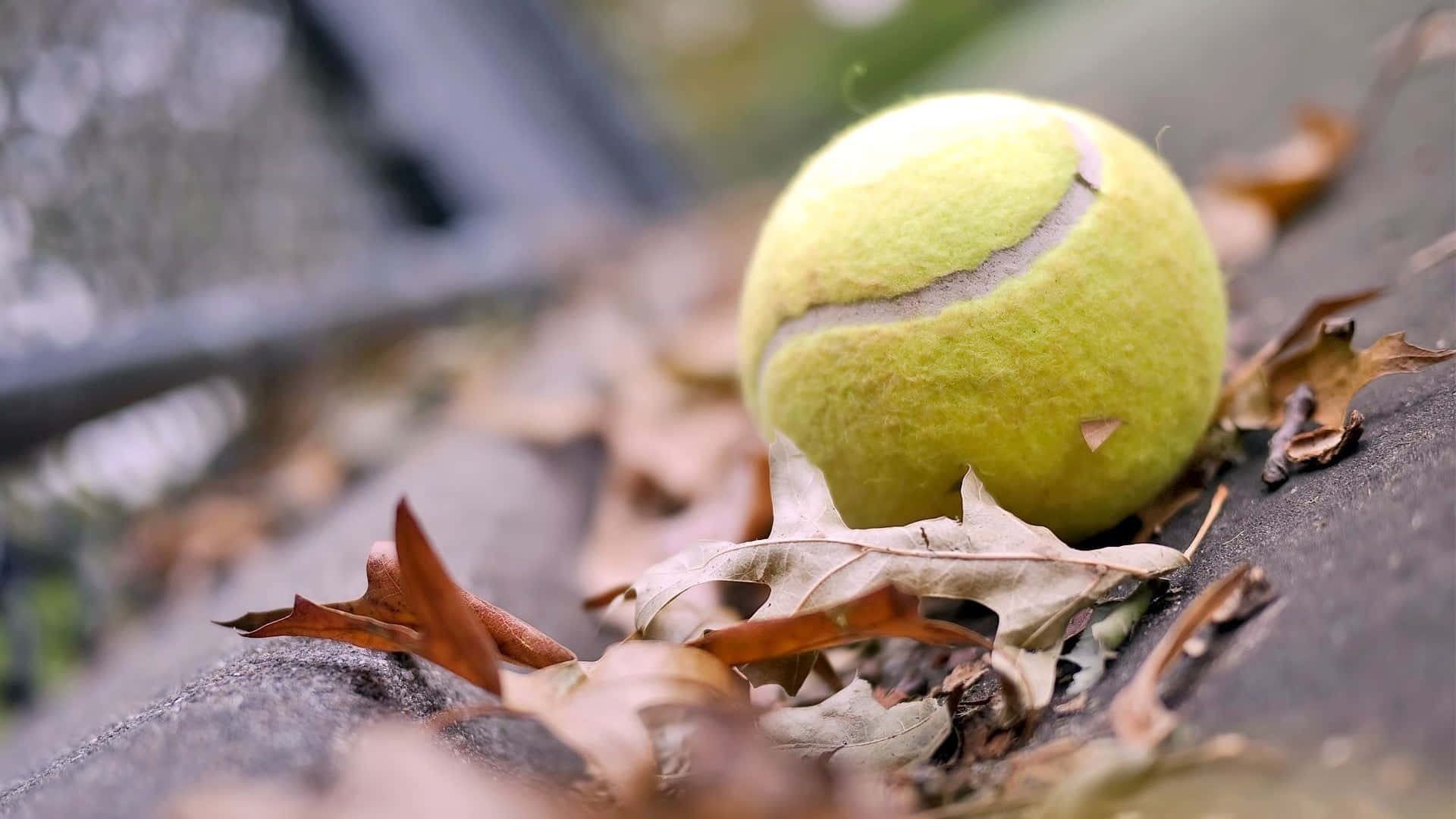 tennis ball, autumn leaves, dry brown leaves, Full HD Desktop Wallpaper