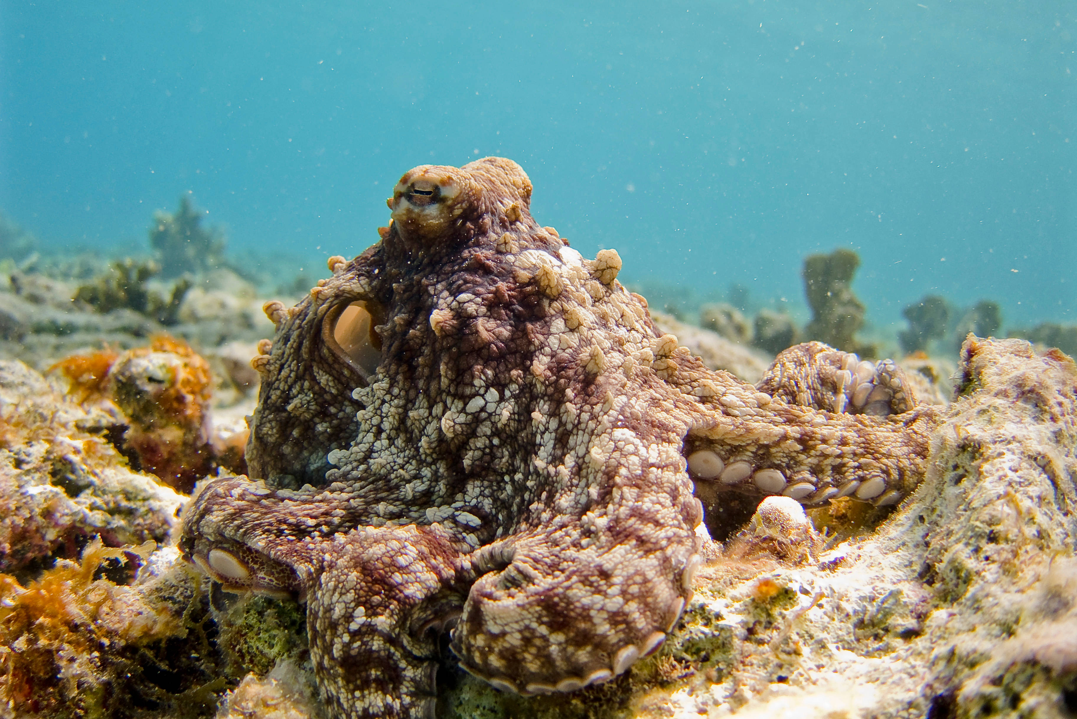 octopus, coral-studded ocean floor, clear blue water, 2K Desktop Wallpaper