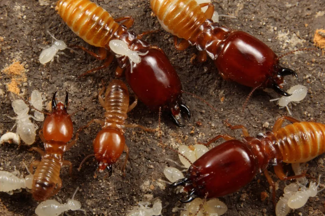 Termite