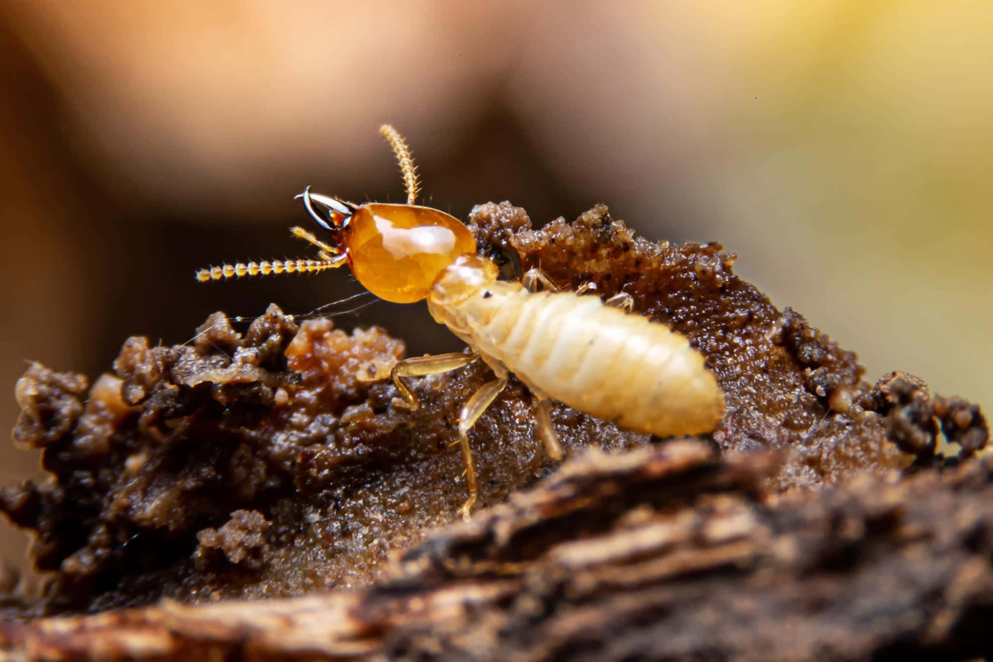 termite, translucent amber head, pale body, Full HD Desktop Wallpaper