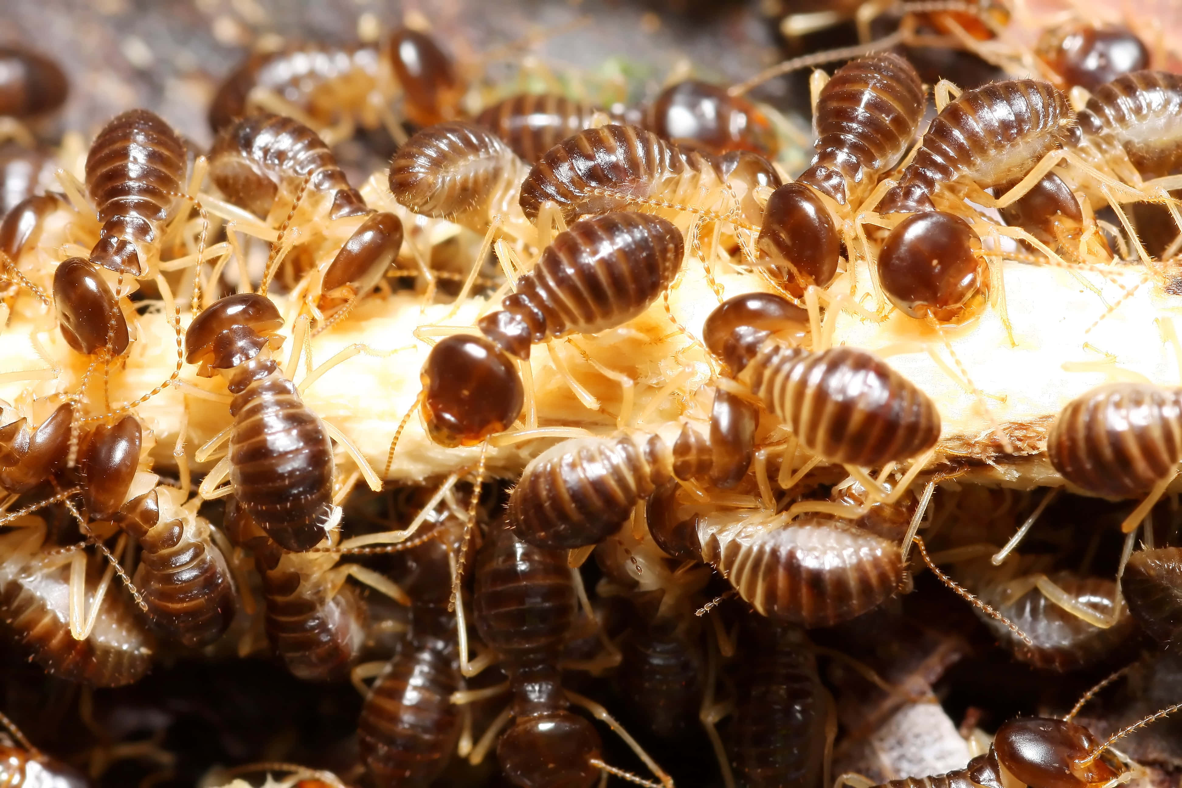 brown termites, decaying wood, macro view, 4K Desktop Wallpaper