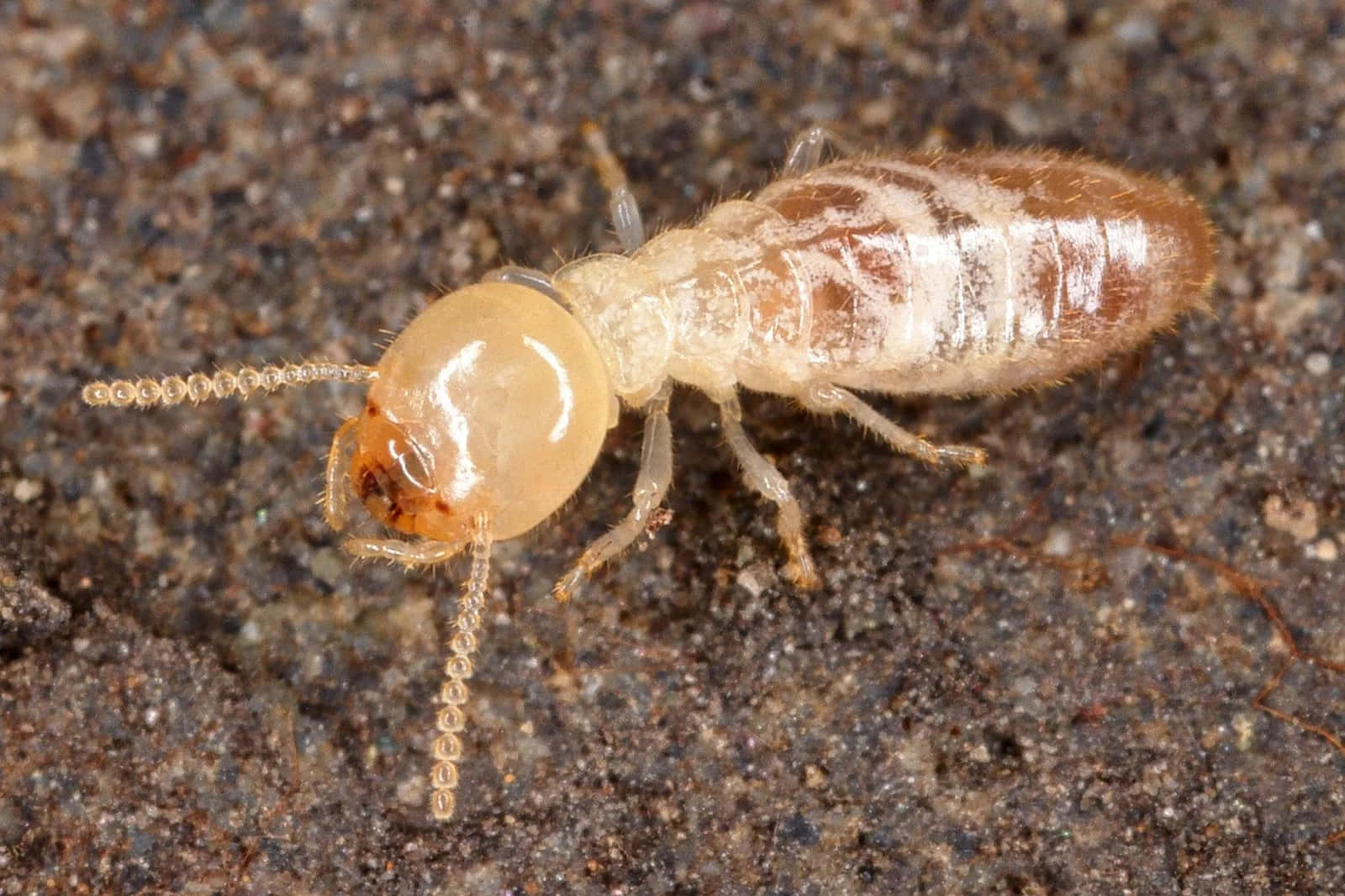 termite, light brown, segmented body, HD Desktop Wallpaper