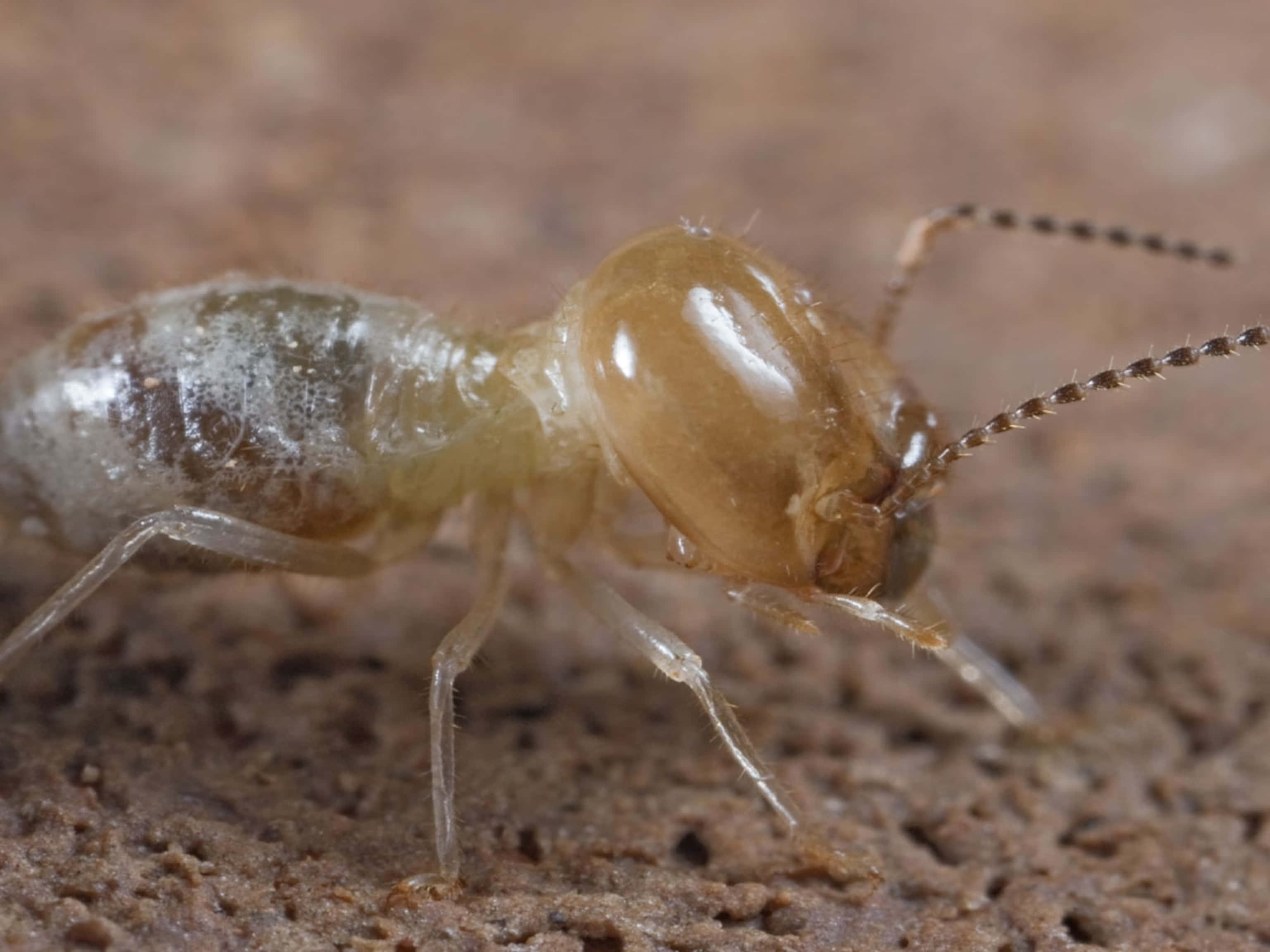 termite, translucent, long antennae, 2K Desktop Wallpaper