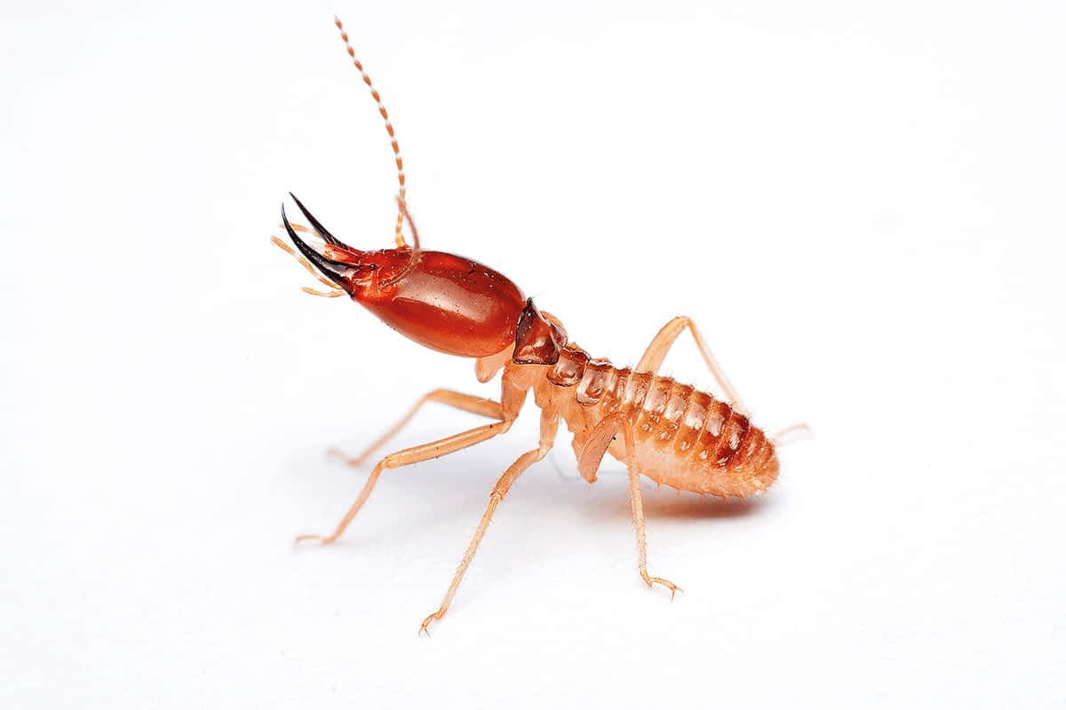 termite, amber-colored body, black mandibles, SD Desktop Wallpaper