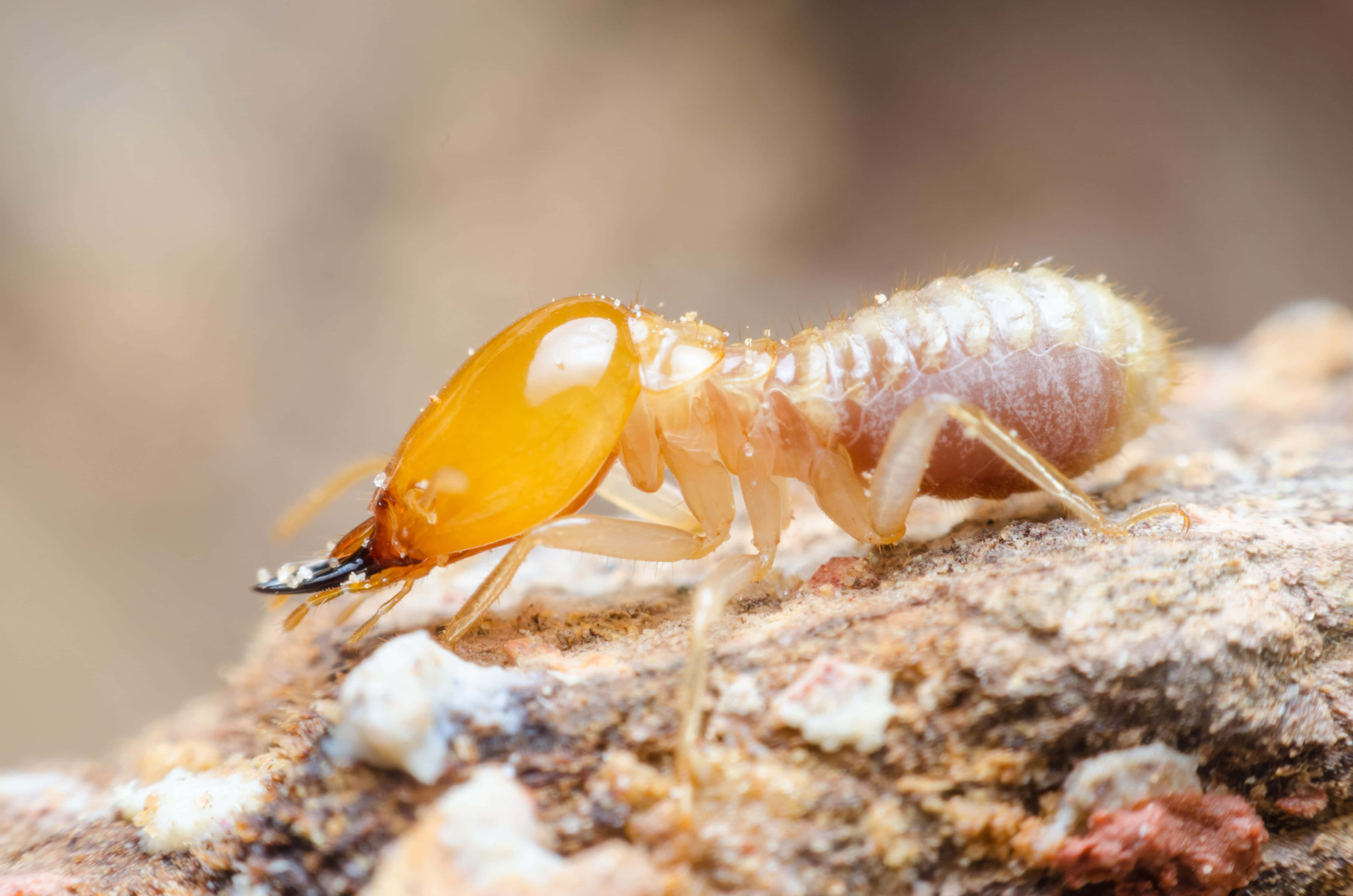 termite, translucent amber head, pale body, 4K Desktop Wallpaper