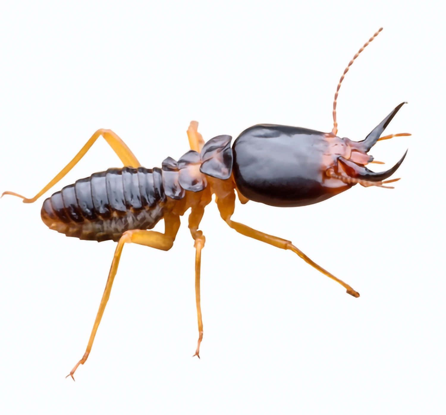 termite soldier, dark segmented body, amber legs, HD Desktop Wallpaper