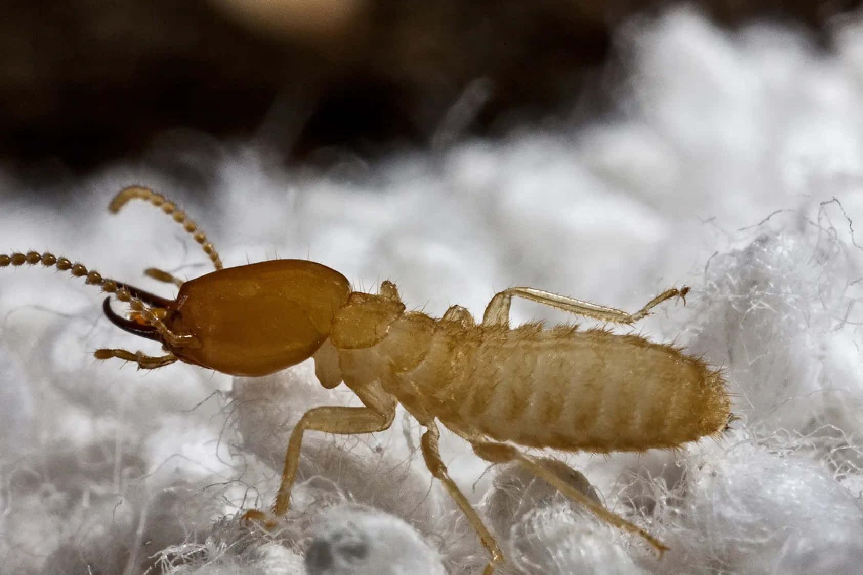 termite, cotton fibers, light brown, HD Desktop Wallpaper