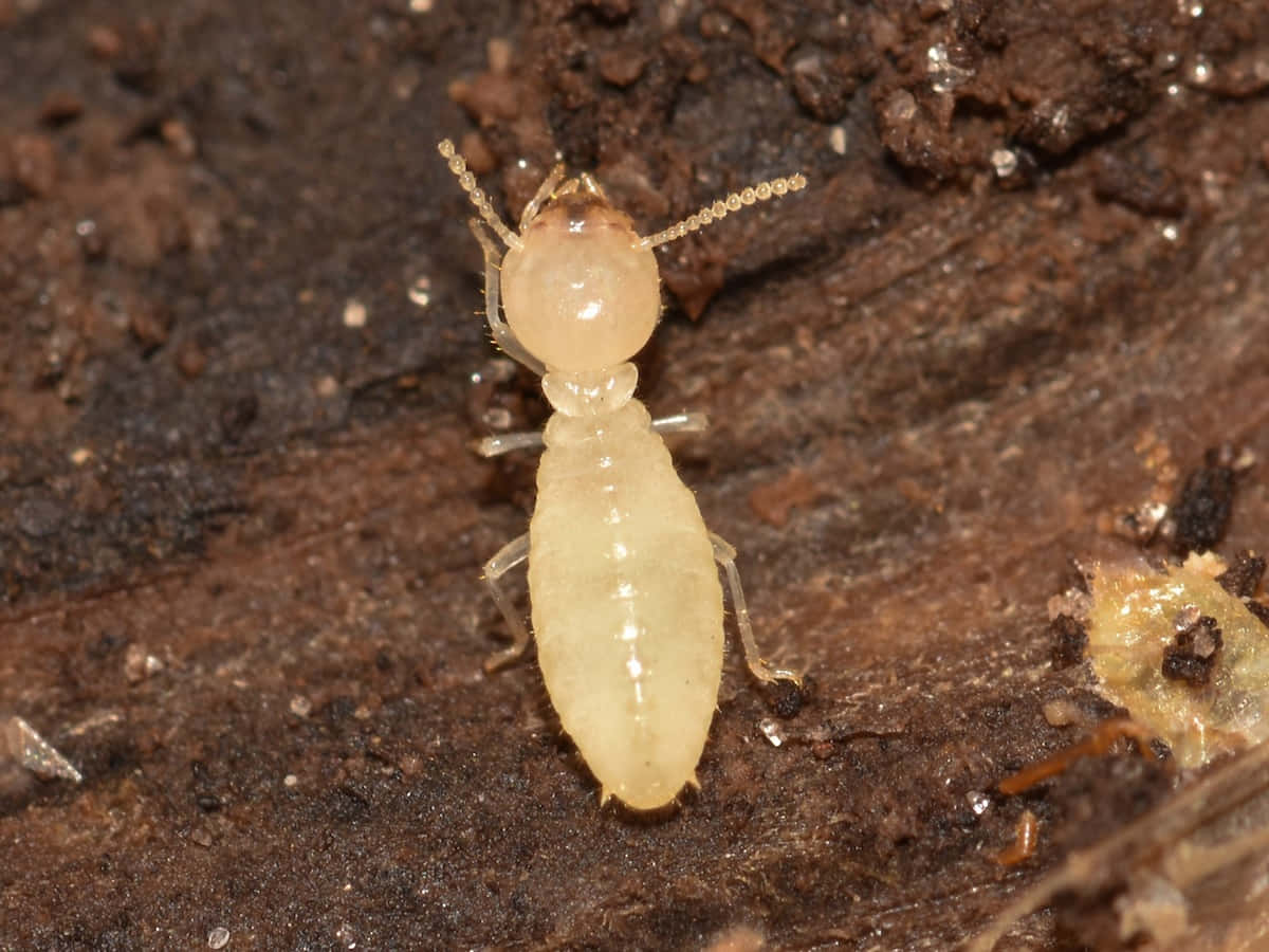 termite, wood, dark textured wood, SD Desktop Wallpaper