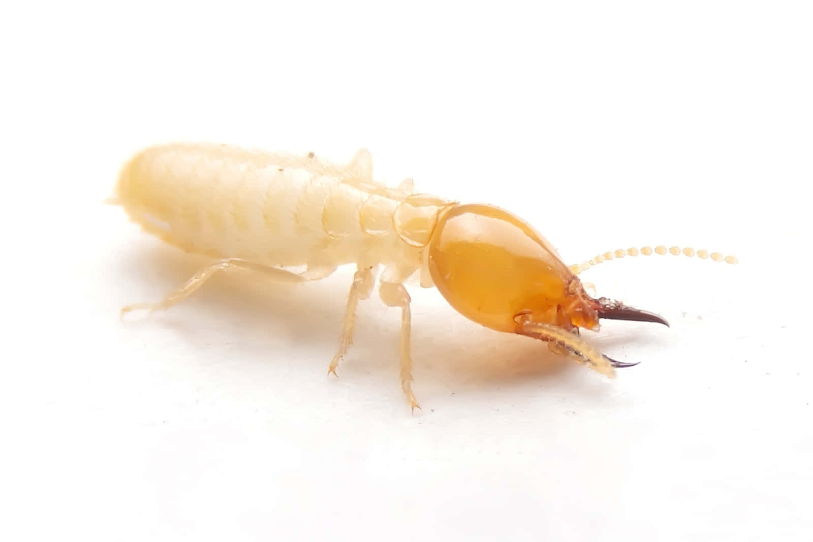 termite, amber head, mandibles, HD Desktop Wallpaper