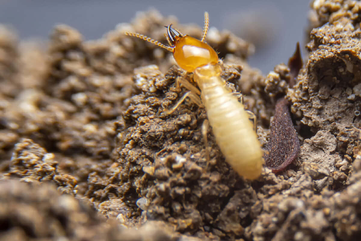 termiteon, wood, pale termite, SD Desktop Wallpaper