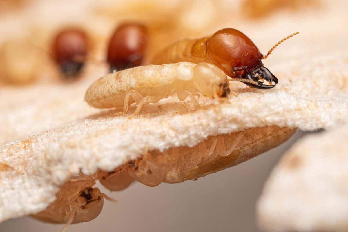 termite worker, damaged wood, macro shot, SD Desktop Wallpaper