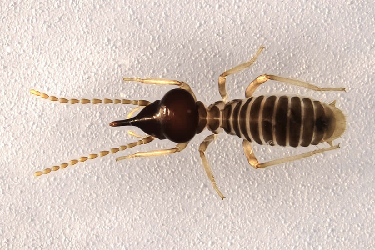 termite, striped abdomen, long antennae, SD Desktop Wallpaper