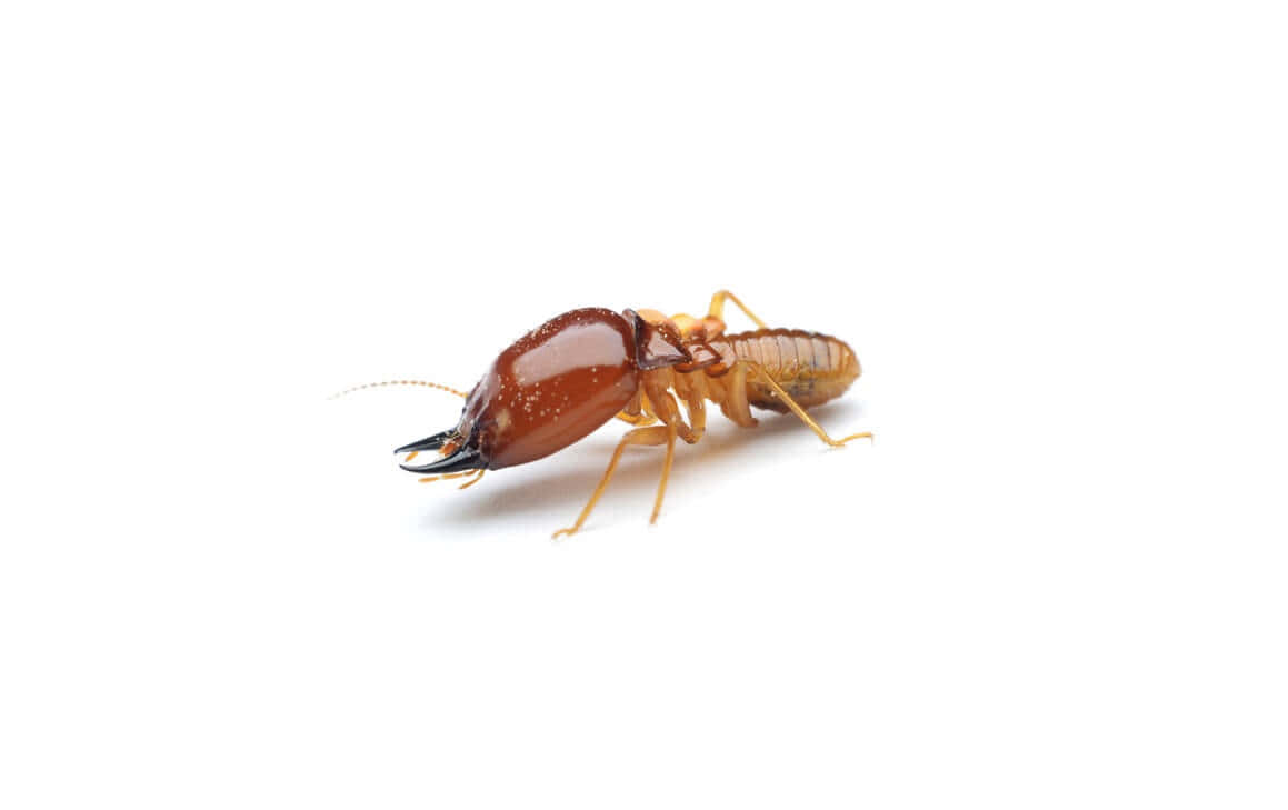 termite, glossy brown head, translucent amber body, SD Desktop Wallpaper