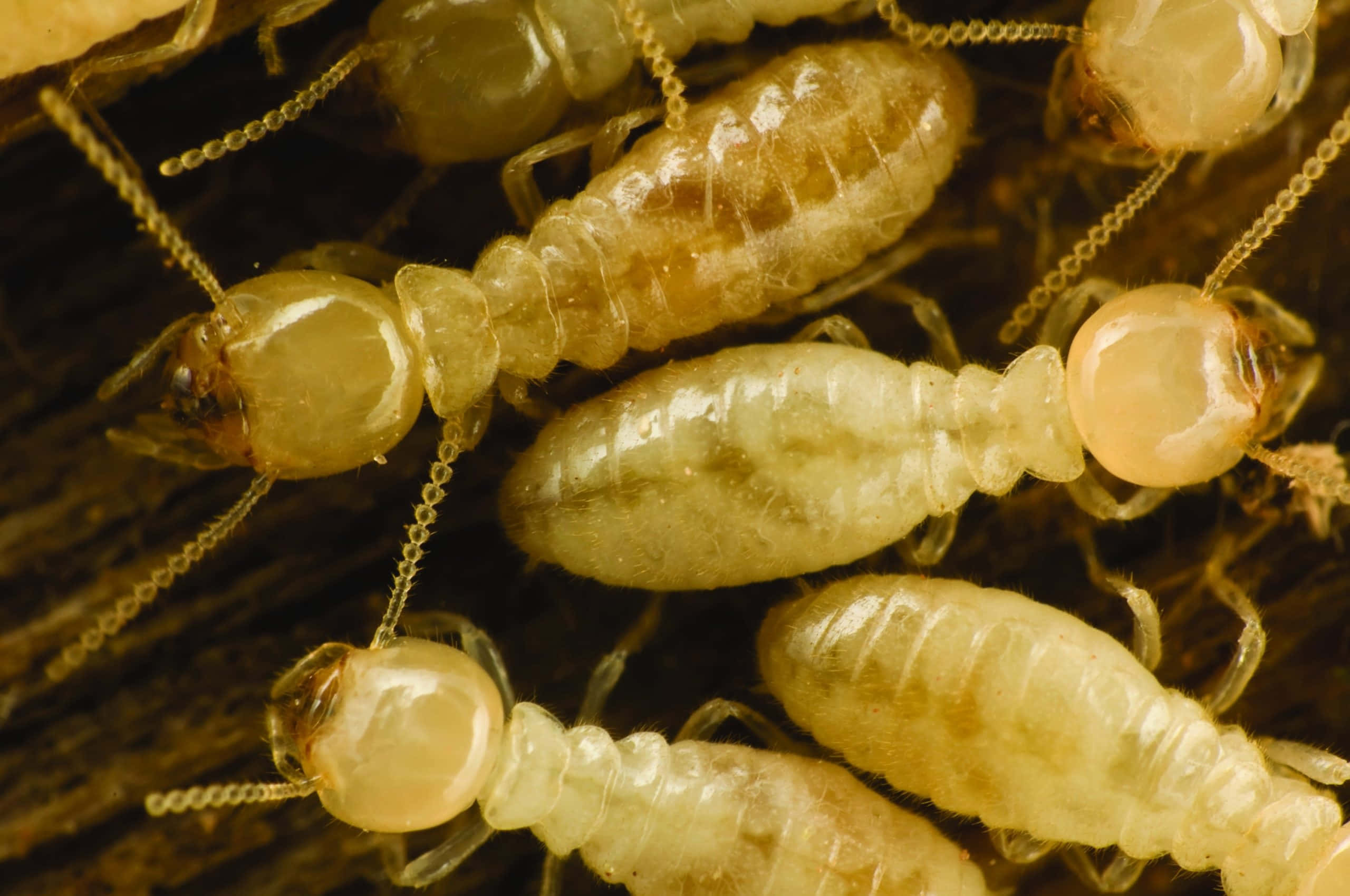 termites, translucent pale, dark textured wood surface, 2K Desktop Wallpaper