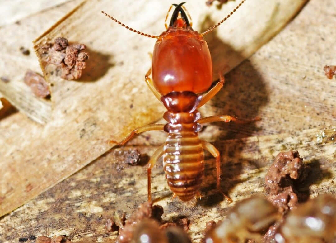termiteon, glossy brown, weathered wood, SD Desktop Wallpaper