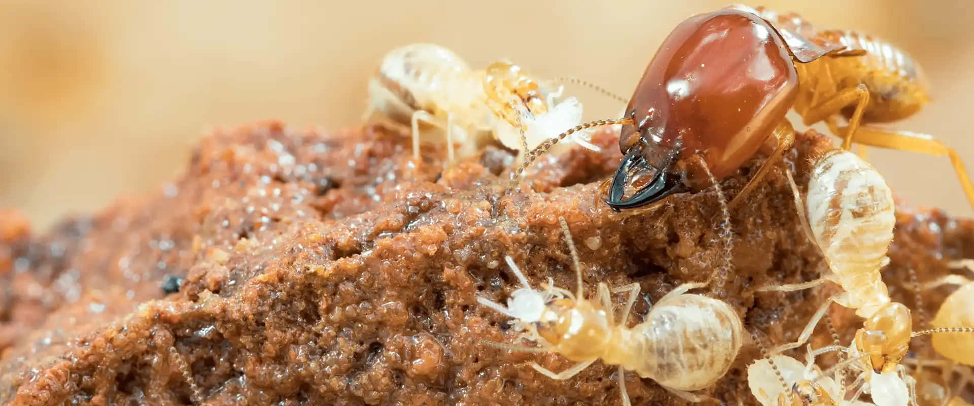 termite, workersand soldier, wood, Full HD Desktop Wallpaper