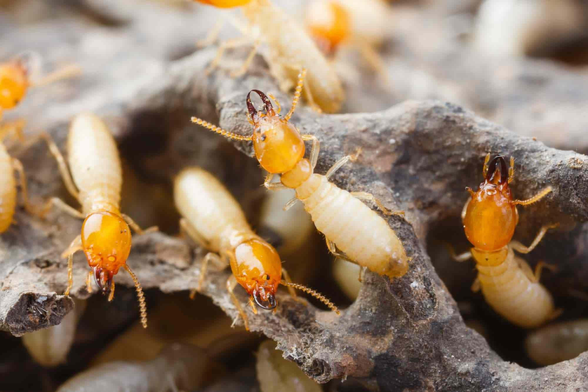 termites, pale yellow, amber heads, Full HD Desktop Wallpaper