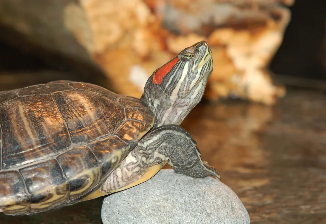 Terrapin