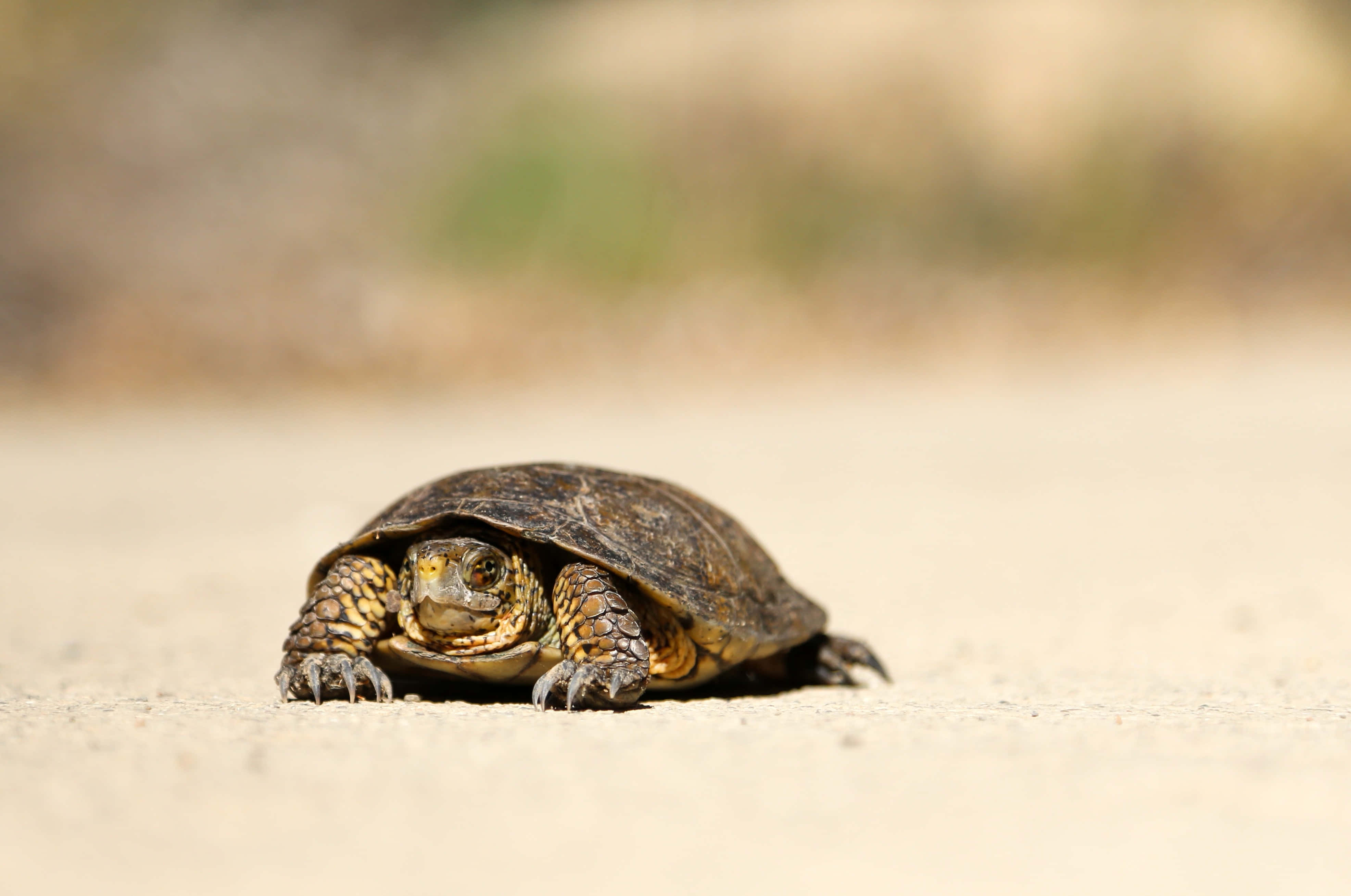 Terrapin, crossing path, sunlit path, 4K Desktop Wallpaper