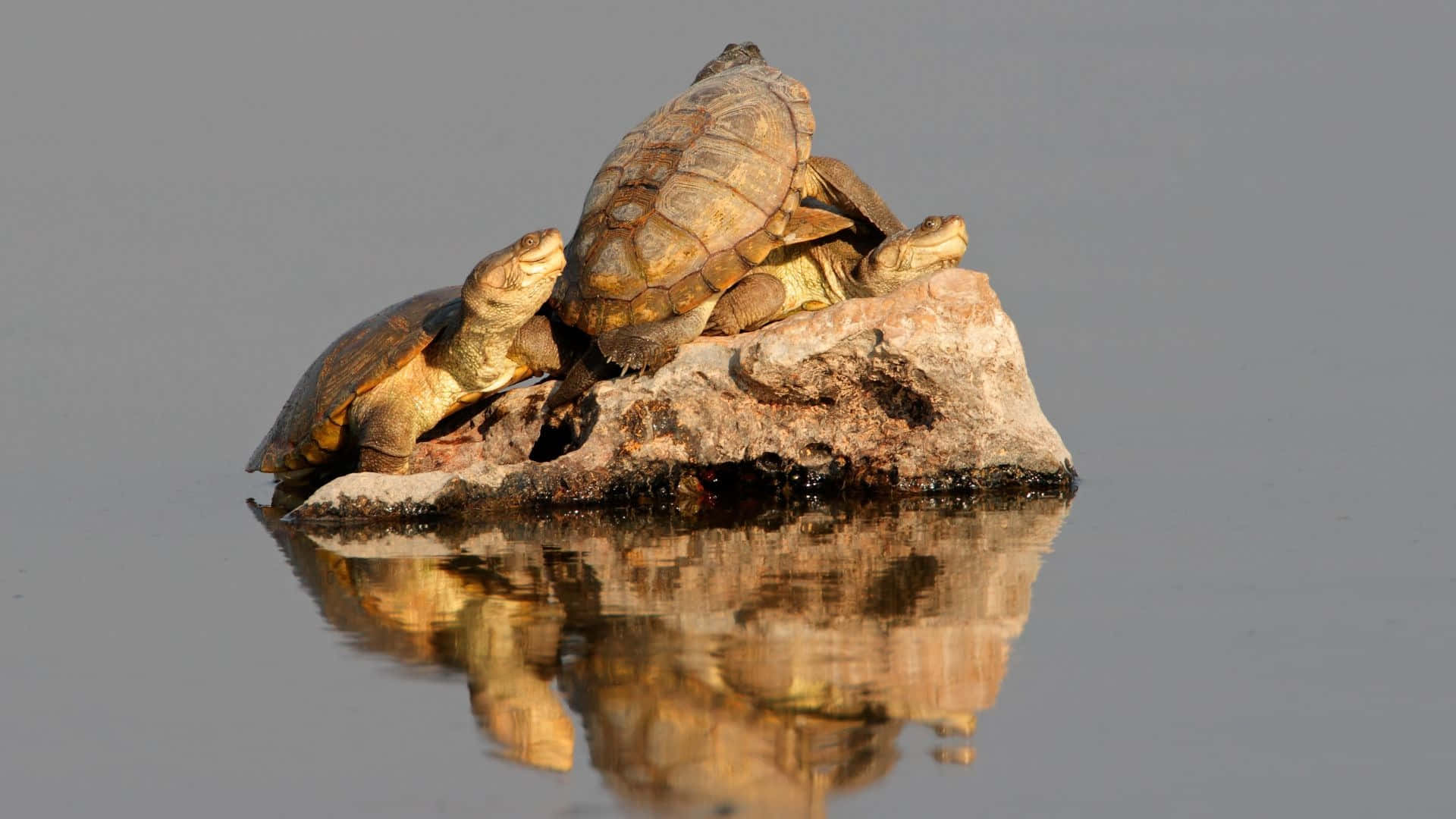 Terrapin, basking on rock, sunlit rock, Full HD Desktop Wallpaper