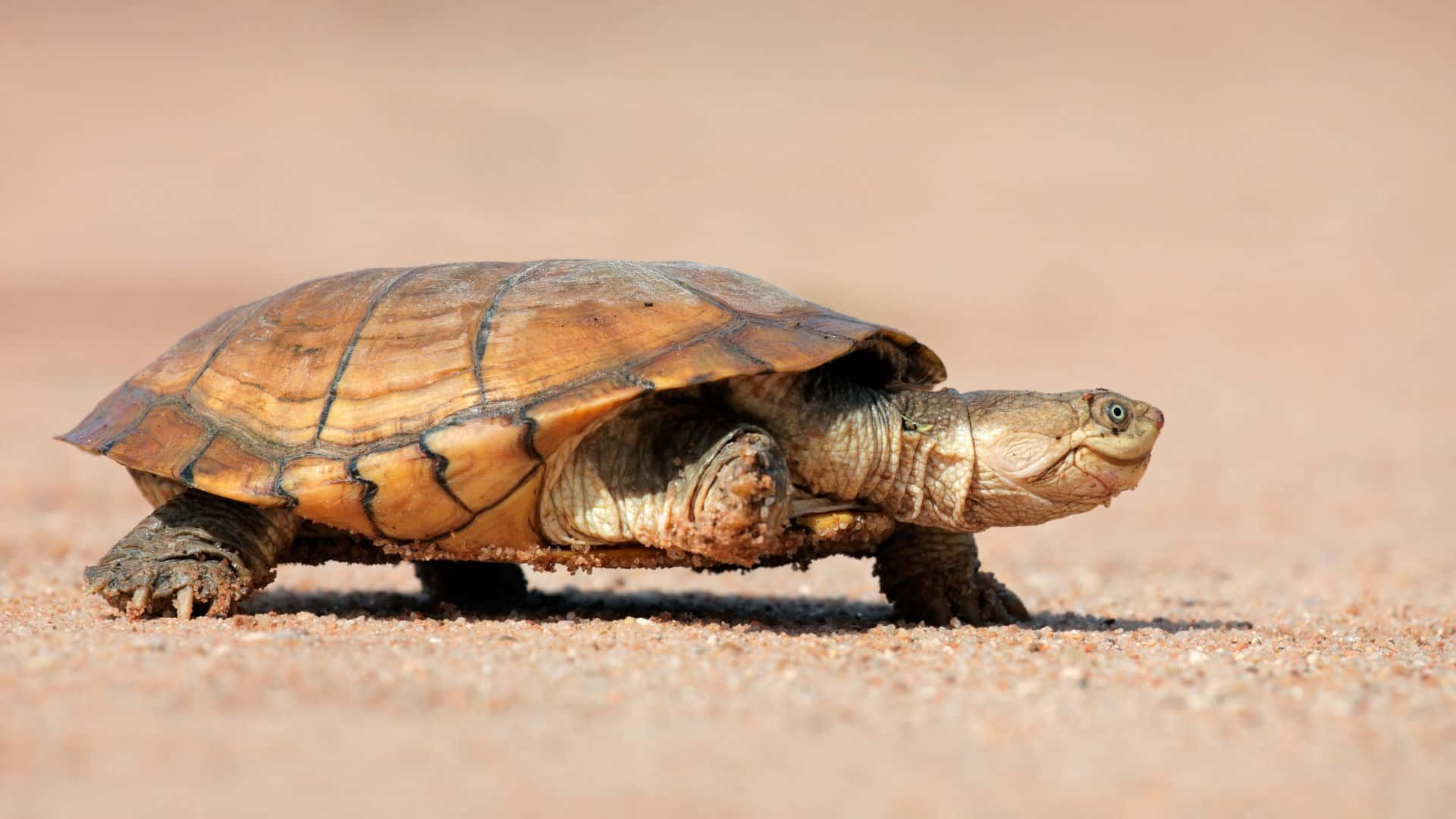 Terrapin, desert tortoise, sandy terrain, Full HD Desktop Wallpaper