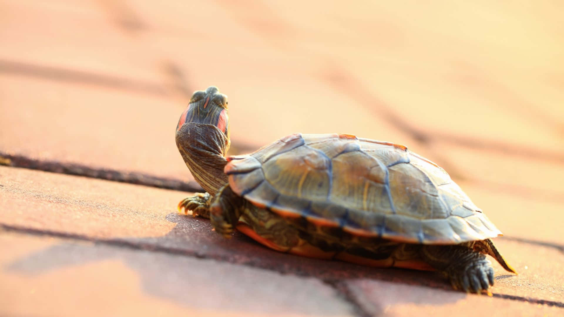 red-eared slider turtle, terracotta tiles, golden sunlight, Full HD Desktop Wallpaper