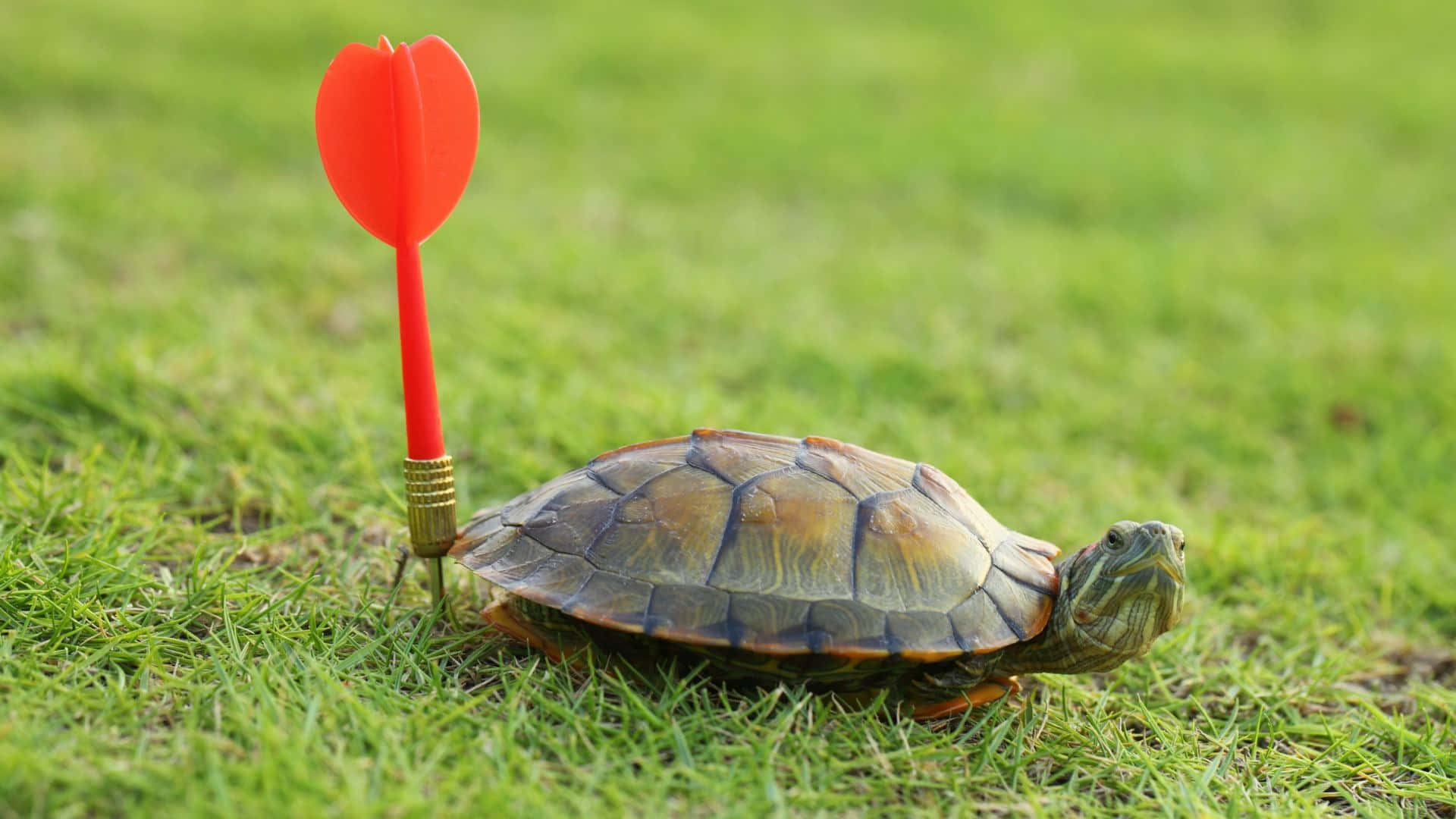 Terrapin, dart target, red dart, Full HD Desktop Wallpaper