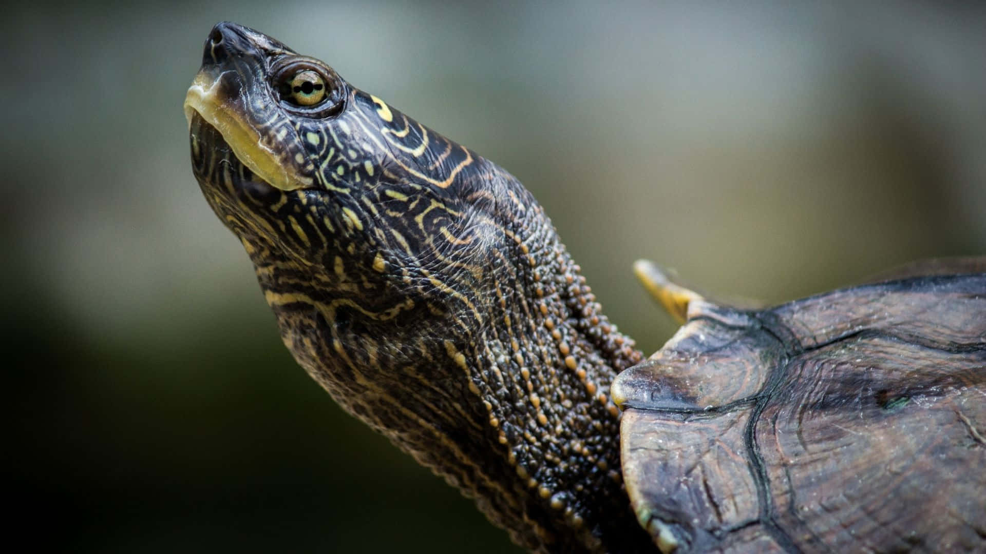 Terrapin, yellow and black patterns, head, Full HD Desktop Wallpaper