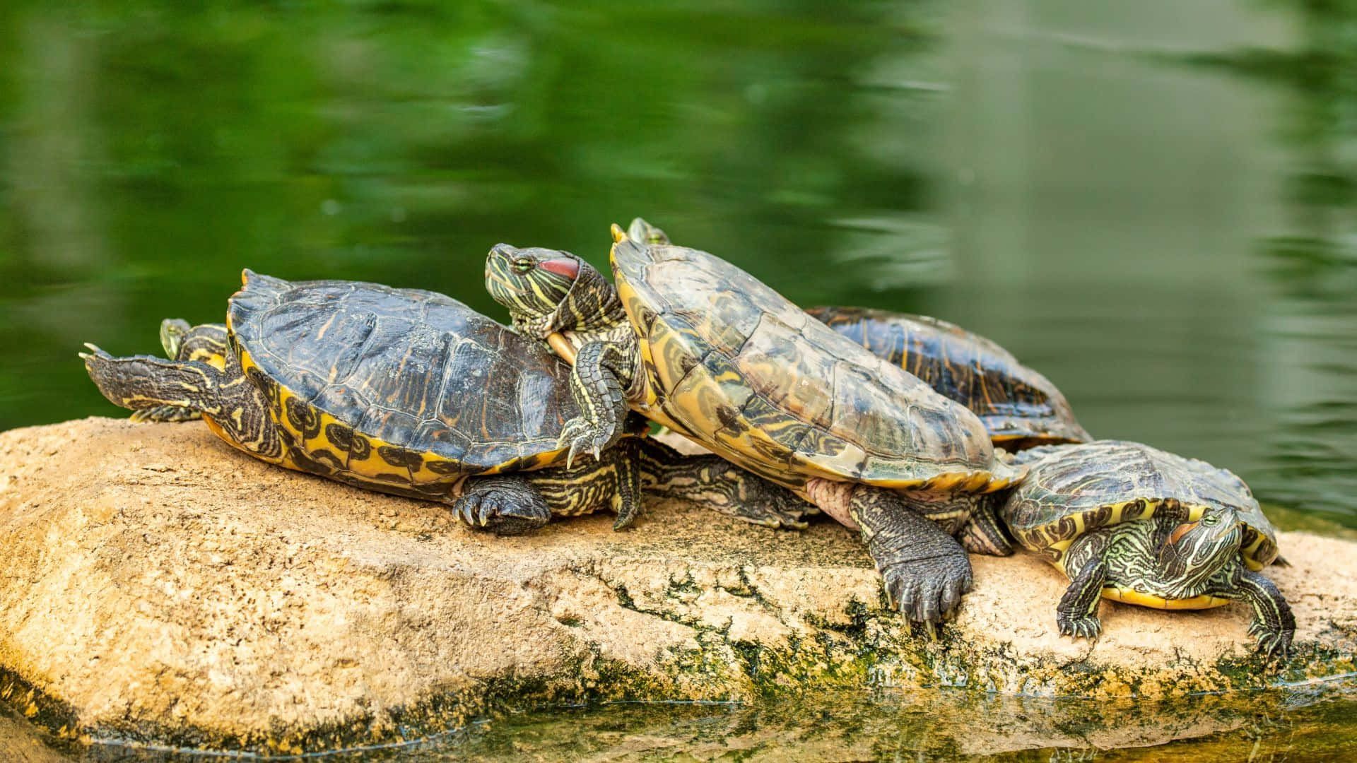 Terrapin, basking on rock, sunlit rock, Full HD Desktop Wallpaper
