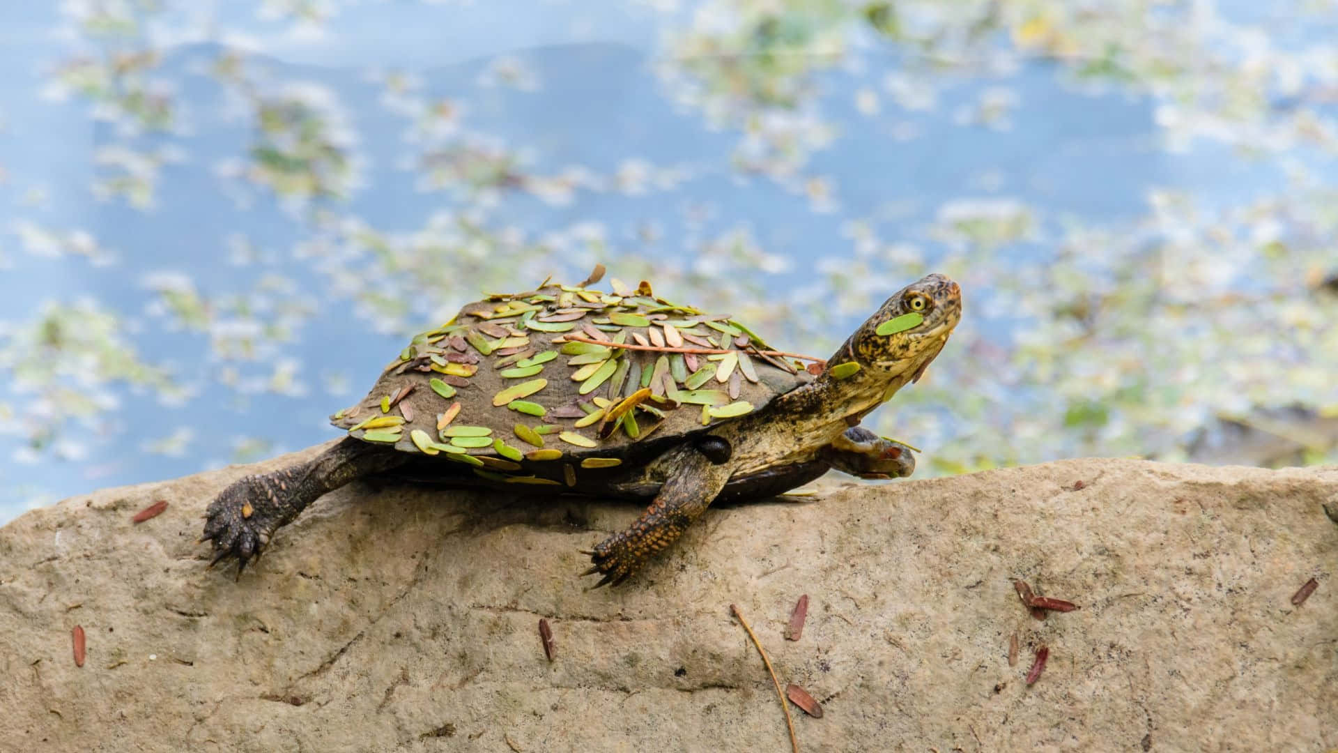 Terrapin, green leaves, sunlit rock, Full HD Desktop Wallpaper