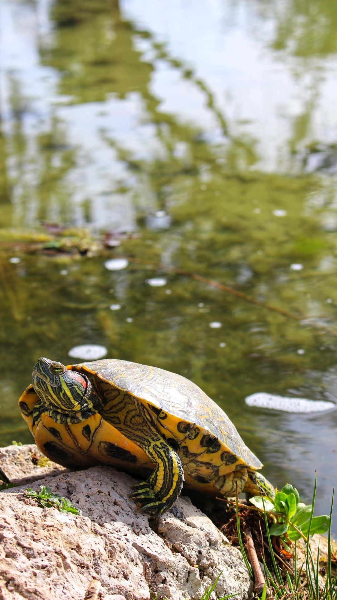 Terrapin, lake, painted turtle, Full HD Phone Wallpaper