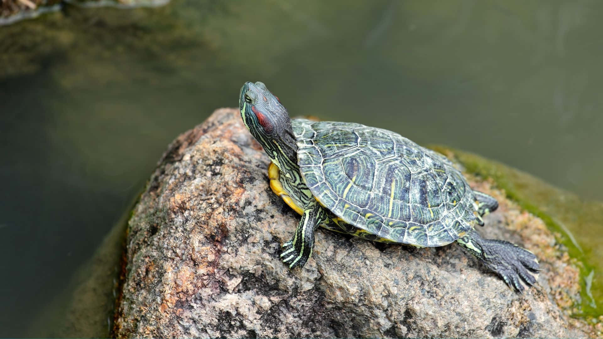 Terrapin, mossy rock, calm green water, Full HD Desktop Wallpaper