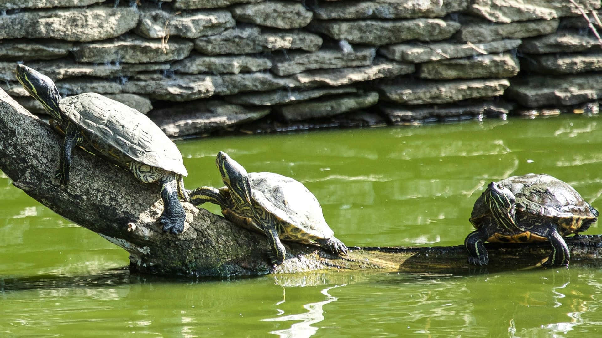 Terrapin, sunning on log, green water, Full HD Desktop Wallpaper