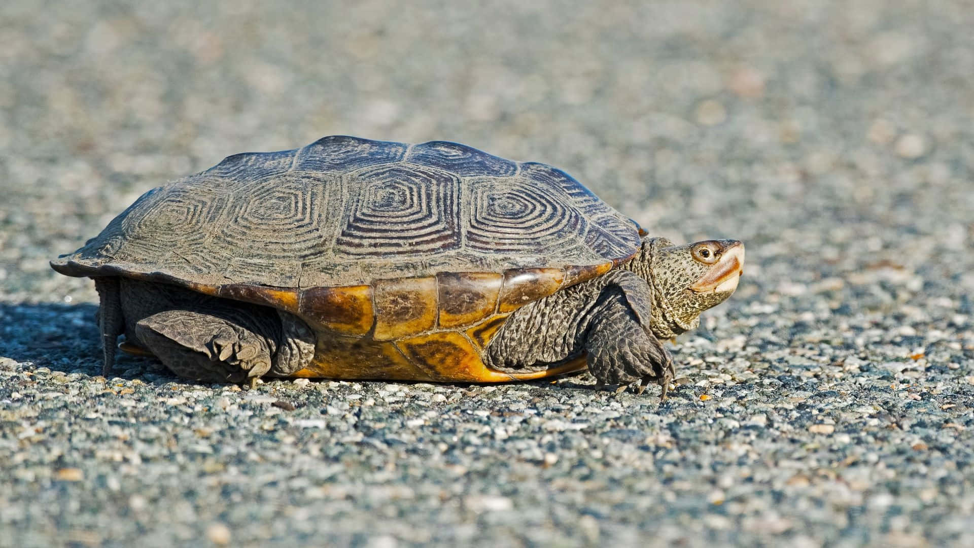 Terrapin, gravel road, box turtle, Full HD Desktop Wallpaper