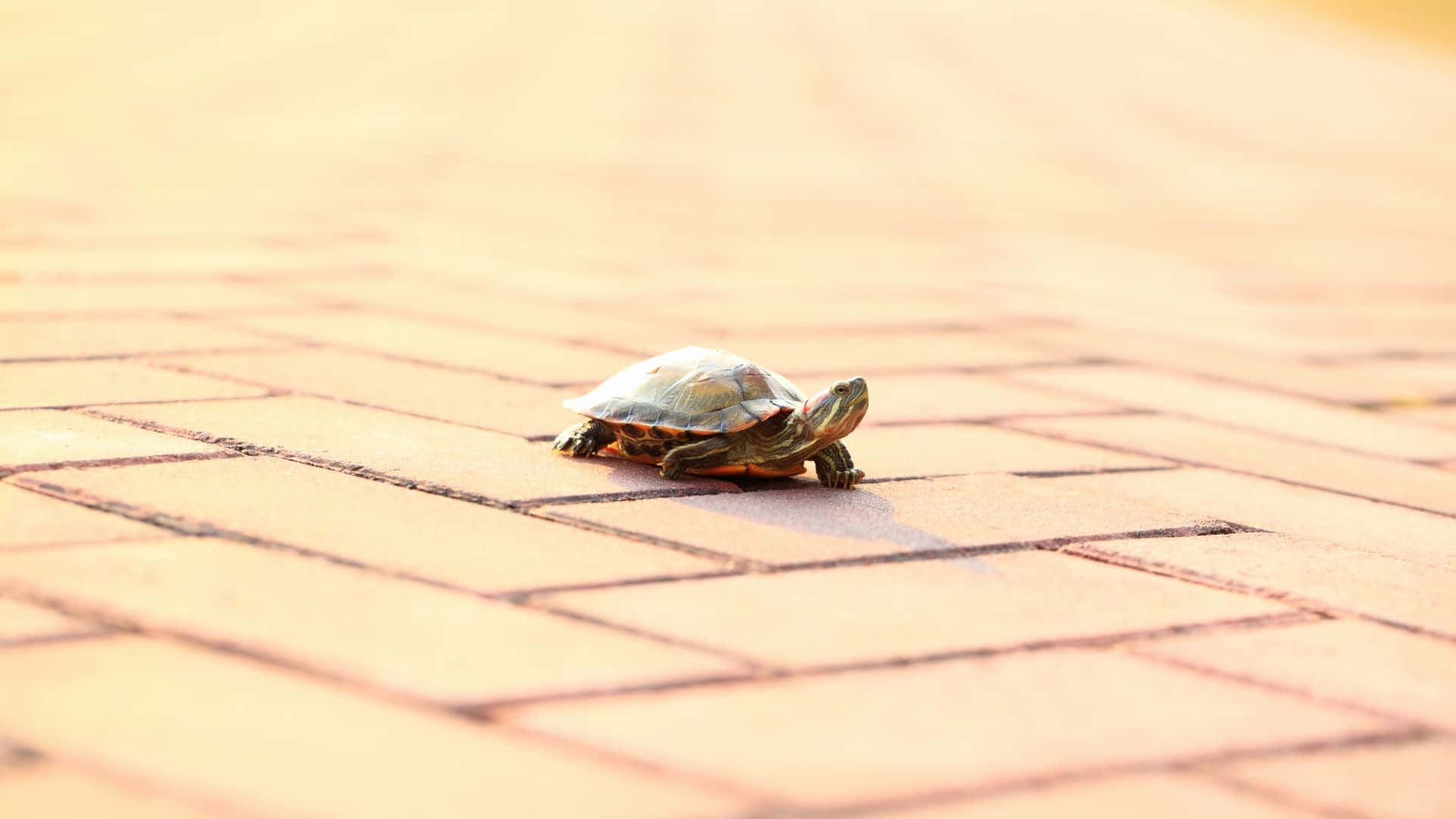 Terrapin, brick path, warm-toned brick pavement, Full HD Desktop Wallpaper