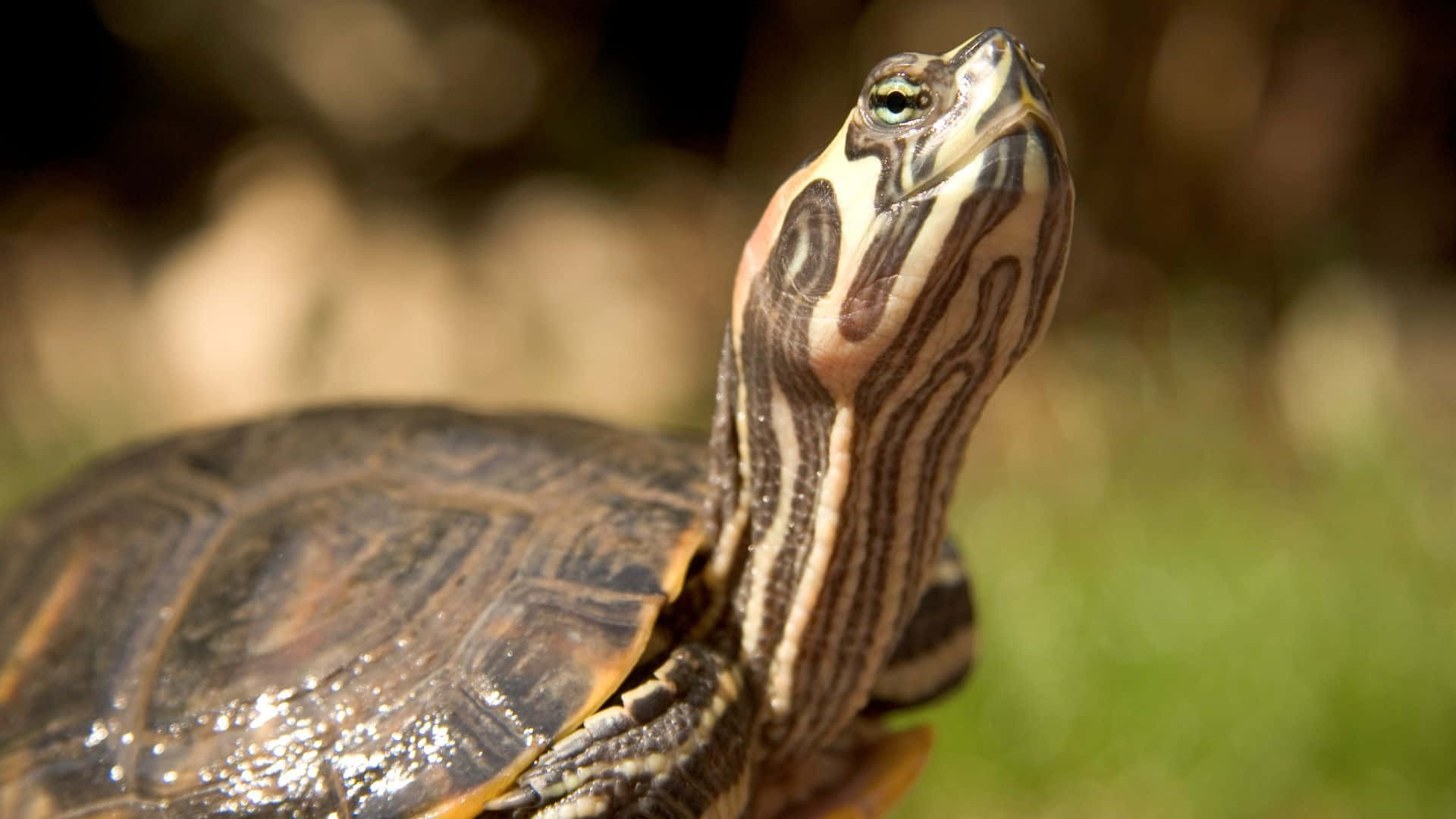 Terrapin, painted turtle, striped patterns, Full HD Desktop Wallpaper