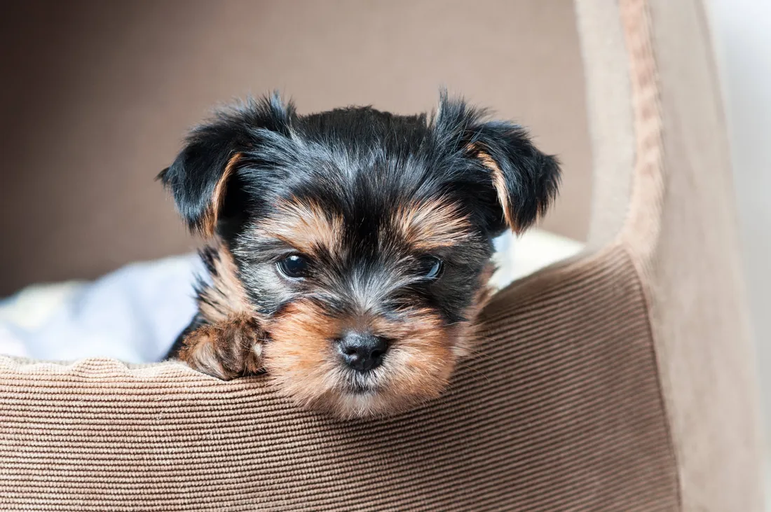 Terrier