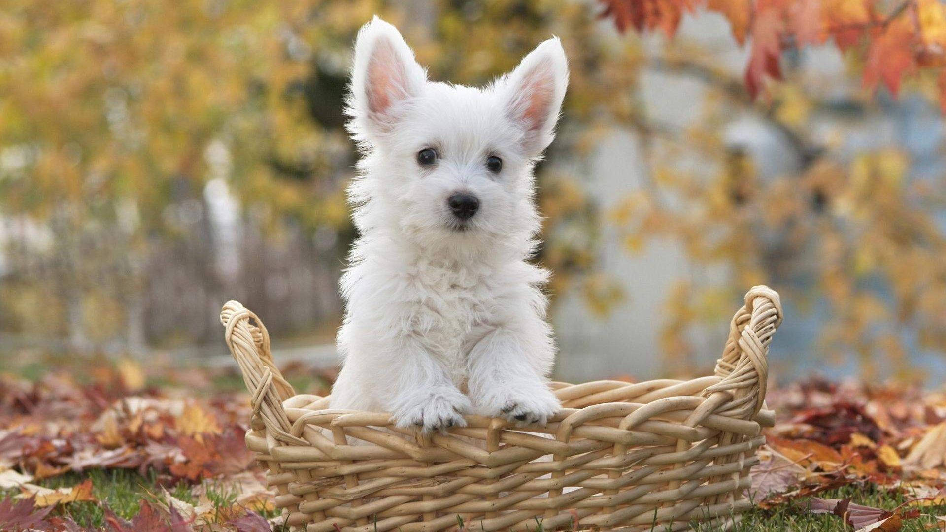 white terrier puppy, woven basket, autumn leaves, Full HD Desktop Wallpaper