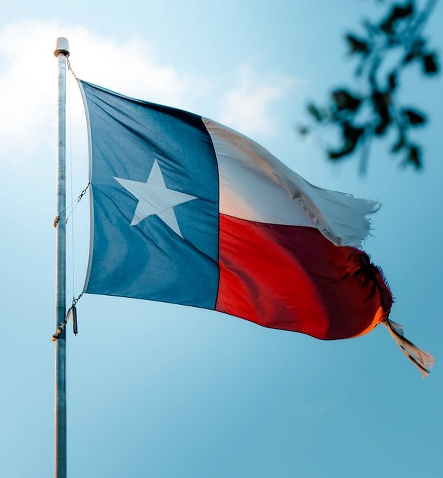 Texas flag, clear blue sky, tree branches, Full HD Phone Wallpaper