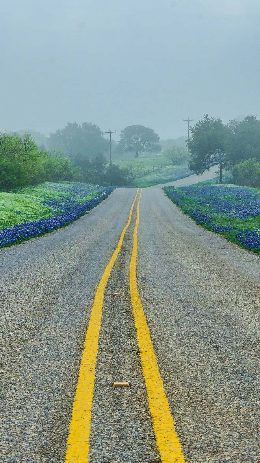 bluebonnets, gravel road, bright yellow lines, HD Phone Wallpaper