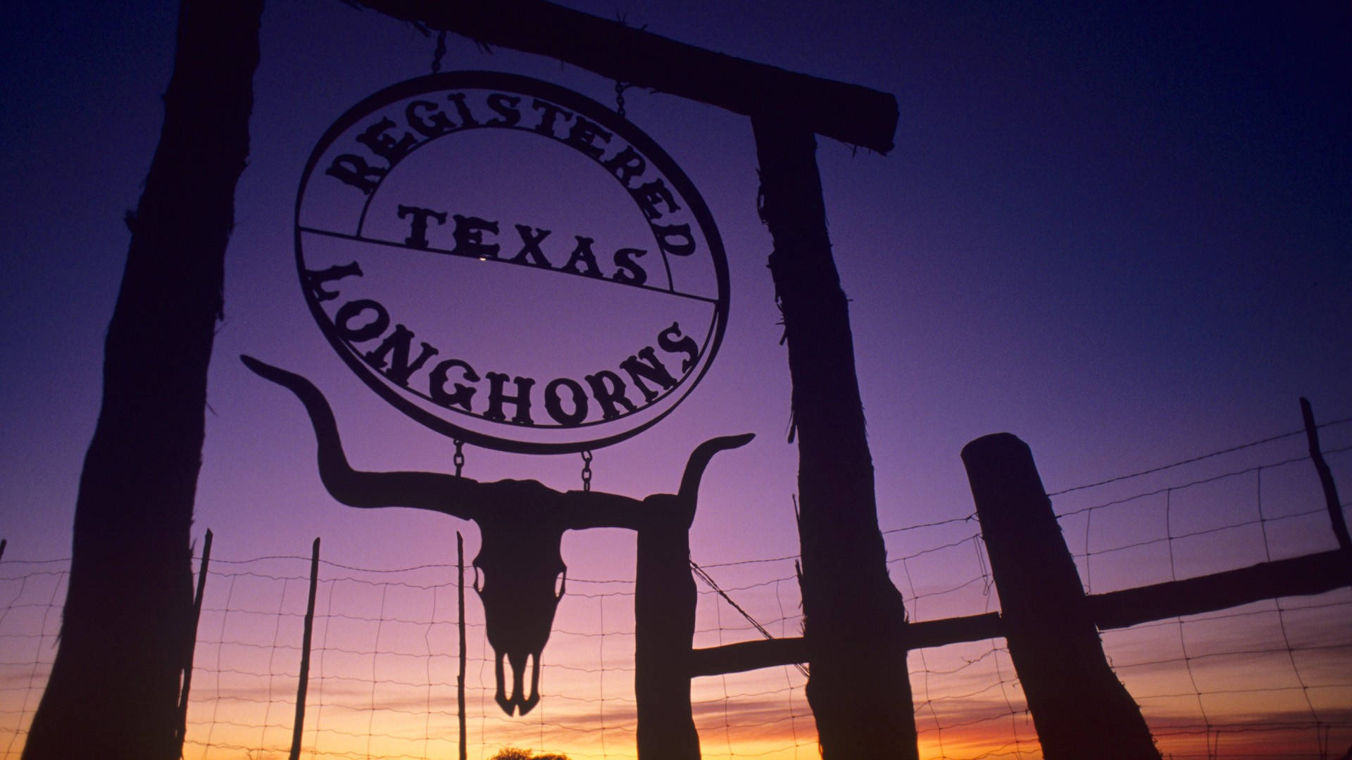 Texas Longhorns, skull sign, vibrant purple, Full HD Desktop Wallpaper