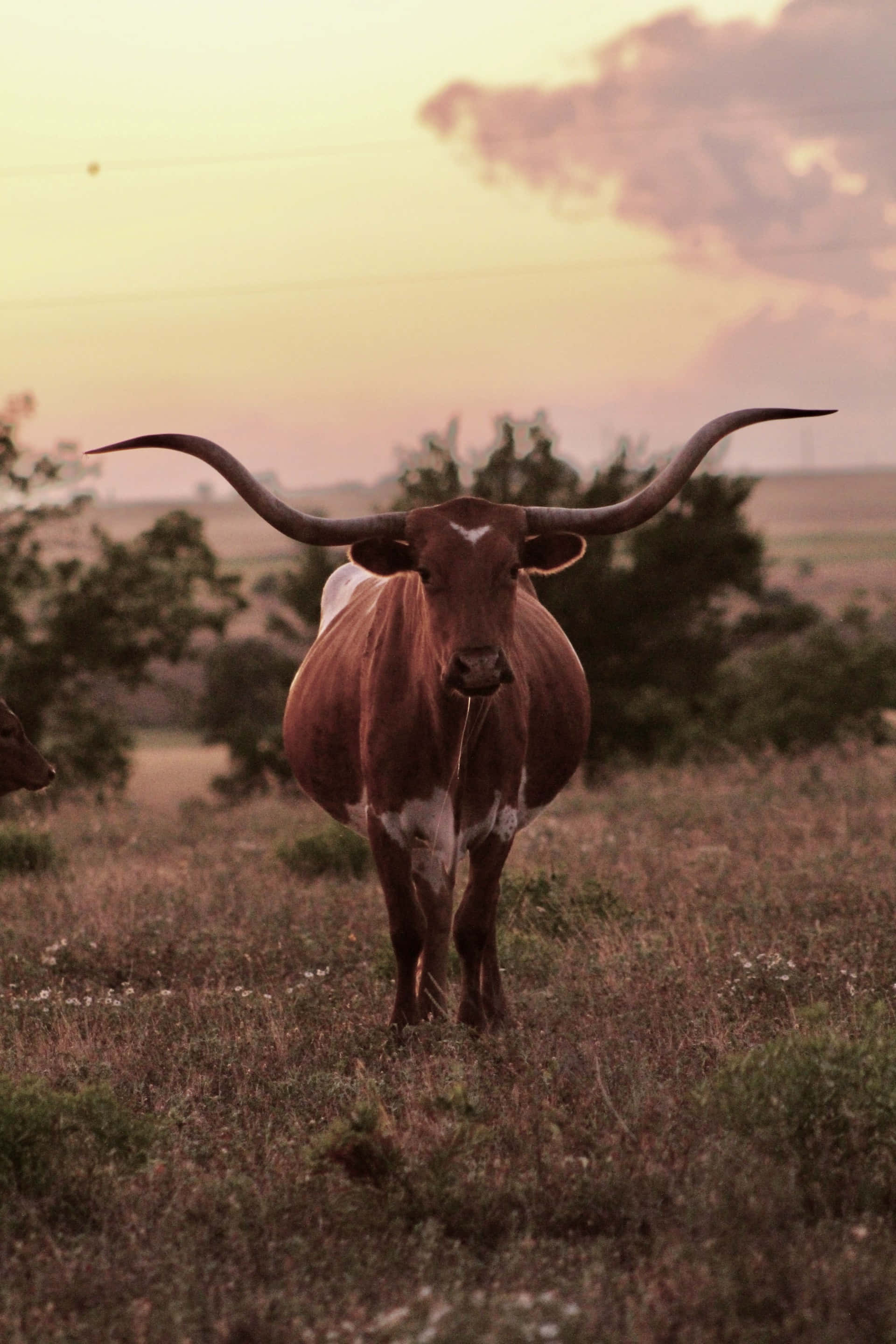 longhorn cattle, sunset, grassy field, 2K Phone Wallpaper