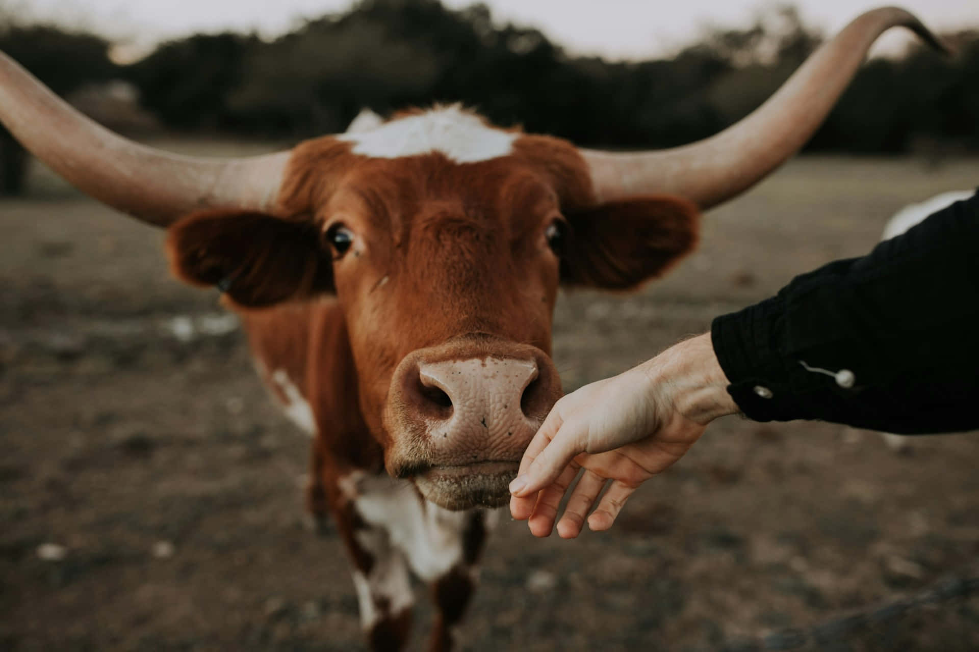 longhorn cattle, brown longhorn cow, white markings, Full HD Desktop Wallpaper