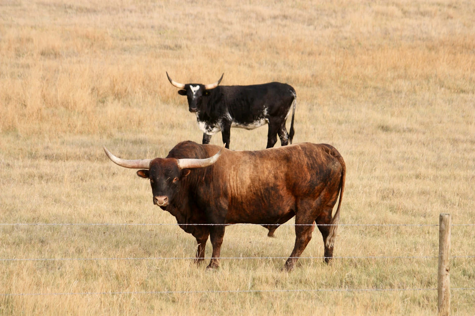 Longhorns, pasture, barbed wire fence, Full HD Desktop Wallpaper