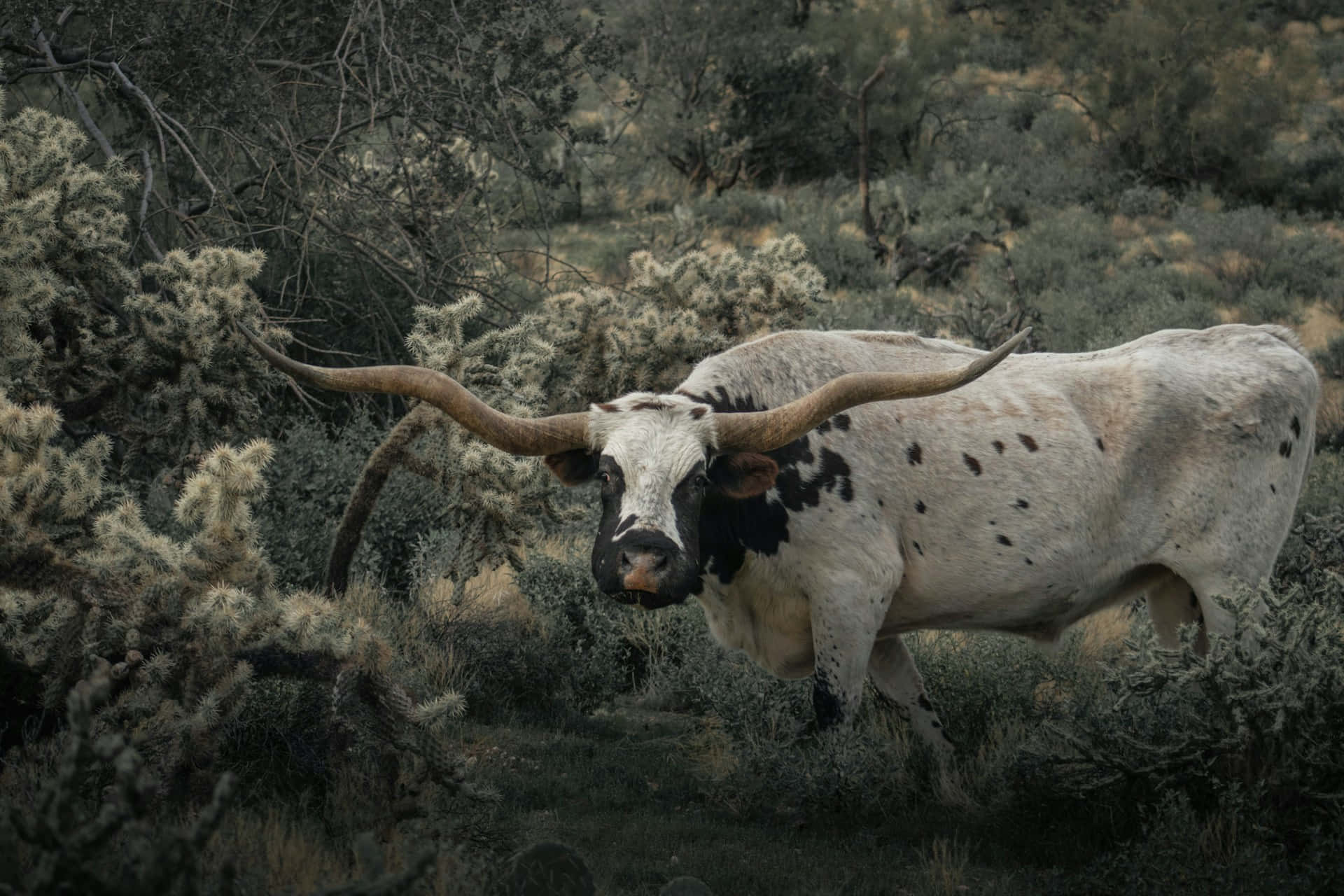 longhorn cow, black spots, massive curved horns, Full HD Desktop Wallpaper