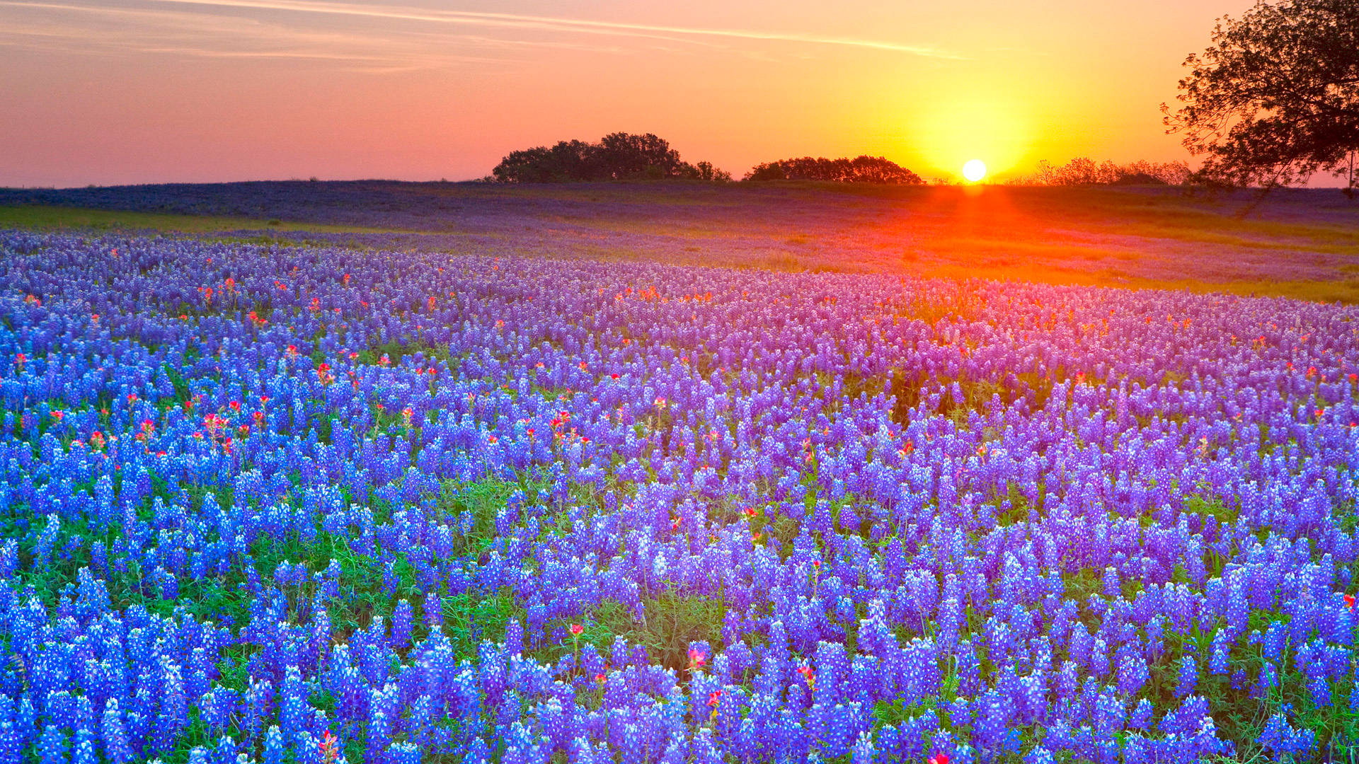 Texas, bluebonnets, setting sun, Full HD Desktop Wallpaper