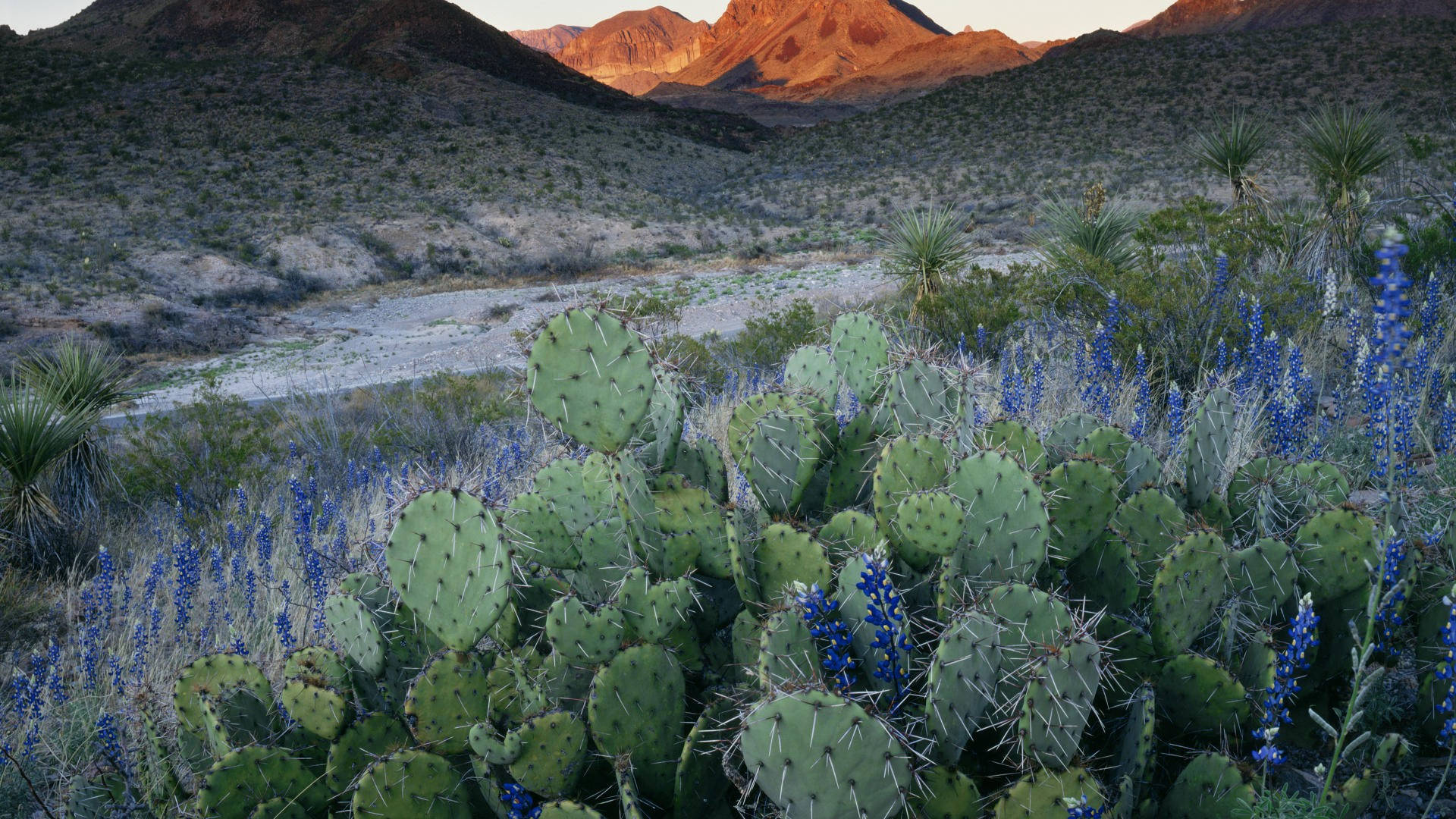 Texas, lavender cacti, blue lupine, Full HD Desktop Wallpaper